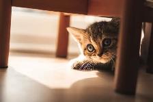 British Shorthair - Photo 2