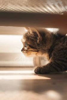 British Shorthair - Photo 3