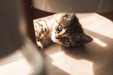 British Shorthair - Photo 4