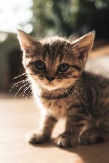 British Shorthair - Photo 5