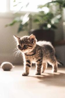 British Shorthair - Photo 6