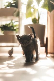 British Shorthair - Photo 7