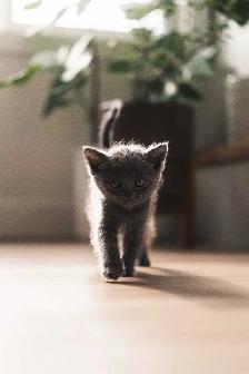 British Shorthair - Photo 8
