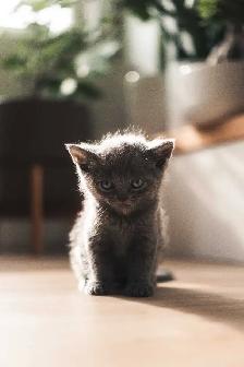 British Shorthair - Photo 9