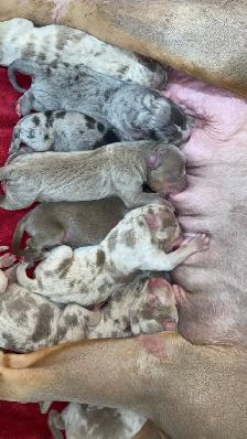 GORGEOUS PUREBRED AMERICAN PUPS - Photo 4