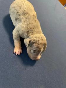 GORGEOUS PUREBRED AMERICAN PUPS - Photo 5