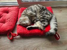 British Shorthair - Photo 2