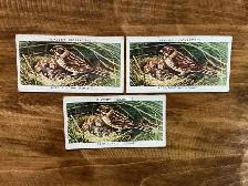 3. 1937 Players Cigarettes REED BUNTING Cards !