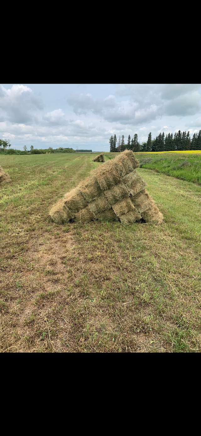 Square hay bales for sale