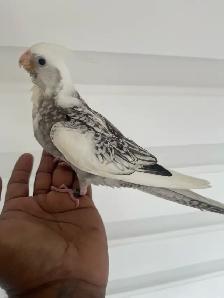 Cockatiel baby.