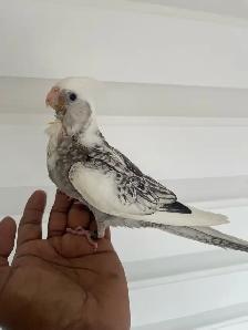 Cockatiel baby. - Photo 4