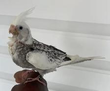Cockatiel baby. - Photo 5