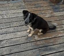 Blue Heeler