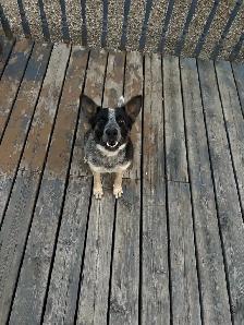 Blue Heeler - Photo 2