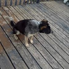 Blue Heeler - Photo 3