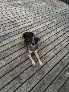 Blue Heeler - Photo 4
