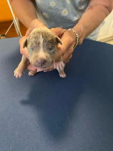 GORGEOUS PUREBRED AMERICAN PUPS - Photo 3