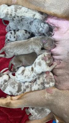 GORGEOUS PUREBRED AMERICAN PUPS - Photo 4