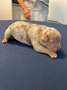 GORGEOUS PUREBRED AMERICAN PUPS - Photo 5