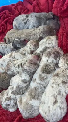 GORGEOUS PUREBRED AMERICAN PUPS - Photo 7
