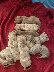 GORGEOUS PUREBRED AMERICAN PUPS - Photo 8