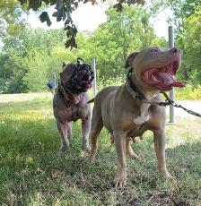GORGEOUS PUREBRED AMERICAN PUPS - Photo 10