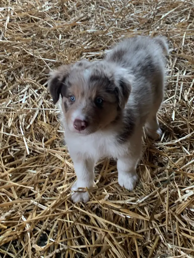 border collie femelle pure race