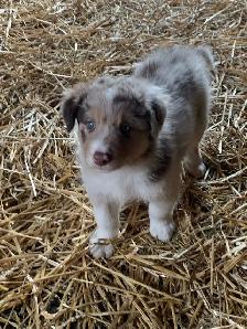 border collie femelle pure race