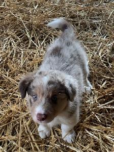 border collie femelle pure race - Photo 2