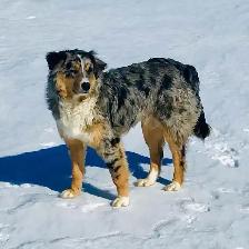 border collie femelle pure race - Photo 3