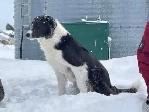 border collie femelle pure race - Photo 4
