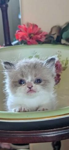 Reduced MUNCHKIN kitten NONSTANDARD munchkin kittens for sale