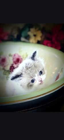Reduced MUNCHKIN kitten NONSTANDARD munchkin kittens for sale - Photo 2