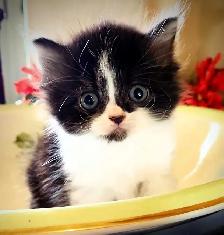 Reduced MUNCHKIN kitten NONSTANDARD munchkin kittens for sale - Photo 3