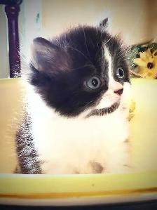 Reduced MUNCHKIN kitten NONSTANDARD munchkin kittens for sale - Photo 4