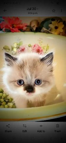 Reduced MUNCHKIN kitten NONSTANDARD munchkin kittens for sale - Photo 5