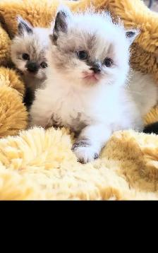 Reduced MUNCHKIN kitten NONSTANDARD munchkin kittens for sale - Photo 7