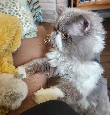 Reduced MUNCHKIN kitten NONSTANDARD munchkin kittens for sale - Photo 9