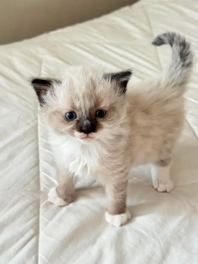 Ragdoll Kittens For Sale