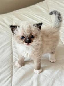 Ragdoll Kittens For Sale
