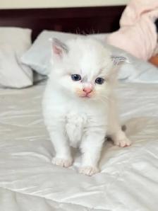 Ragdoll Kittens For Sale - Photo 2