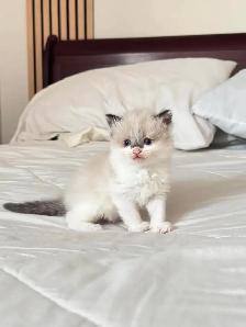 Ragdoll Kittens For Sale - Photo 3