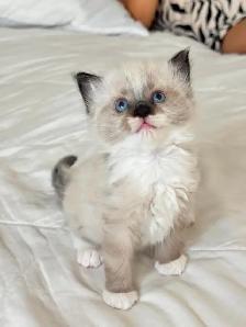 Ragdoll Kittens For Sale - Photo 4