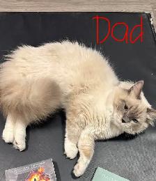 Ragdoll Kittens For Sale - Photo 5