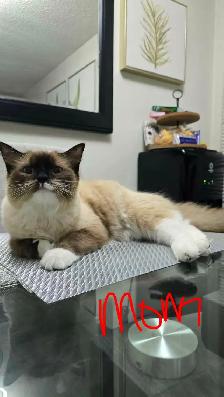 Ragdoll Kittens For Sale - Photo 6