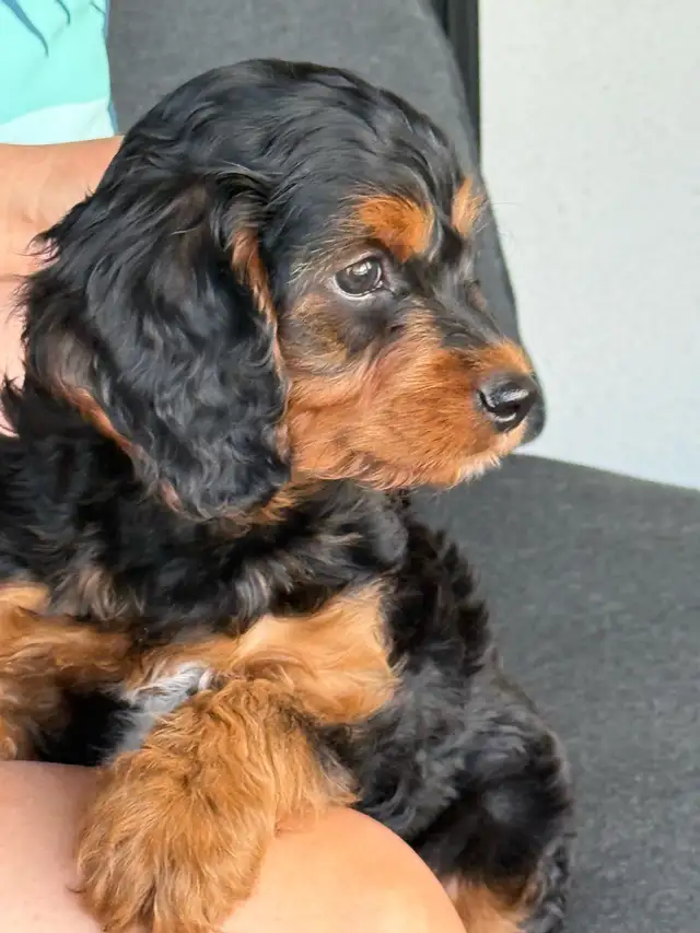 9-Week-Old Cavapoo Puppy Looking for a Loving Home