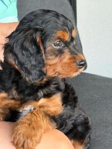 9-Week-Old Cavapoo Puppy Looking for a Loving Home