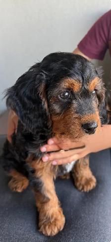 9-Week-Old Cavapoo Puppy Looking for a Loving Home - Photo 2