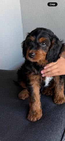 9-Week-Old Cavapoo Puppy Looking for a Loving Home - Photo 3