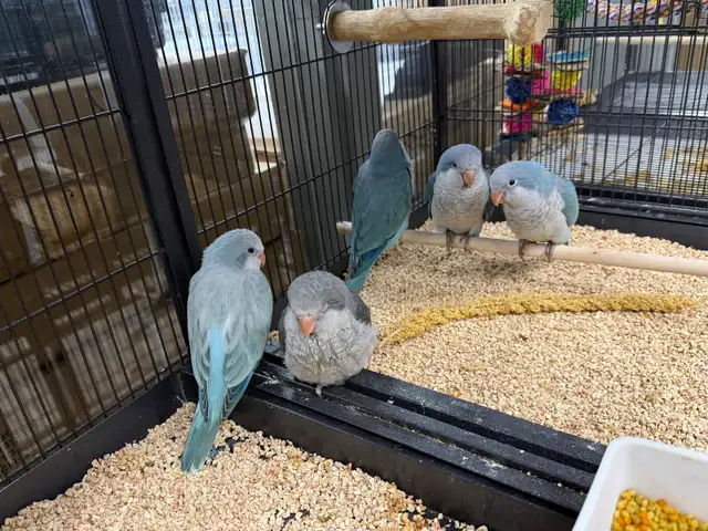 Baby Quaker Parrot Available now at Central Pet
